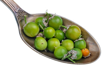 On the old golden spoon there is a dose of natural medicinal product - small green  berries ofbitter marsh nightshade plant   isolated macro