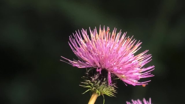 suoni colori del bosco prealpino