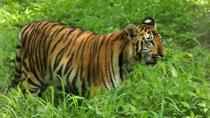 Fototapeta na wymiar Royal Bengal tiger in Sundarban National Park