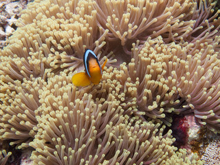 Obraz na płótnie Canvas The clownfish (amphiprioninae) also called anemonefish, next to an sea anemone, in the Red Sea off the coast of Yanbu, in Saudi Arabia