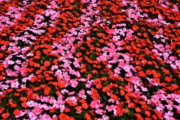lot with red and pink flowers in stripes