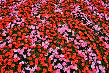 lot with red and pink flowers in stripes