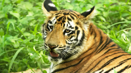 Portrait of a Royal Bengal tiger 