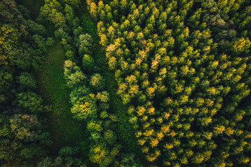 Aerial view on forest trees, green forest in summer sunset