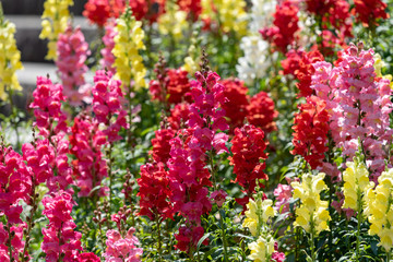Colorful flower of Snapdragon, Antirrhinum majus