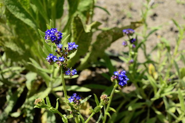 Closeup Anchusa azurea commonly known as garden anchusa with blurred background in garden