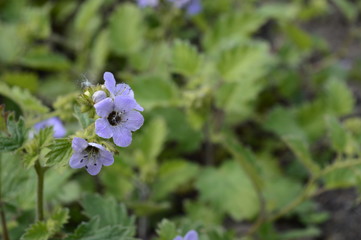 Closeup phacelia bolanderi commonly known as Bolander's phacelia with blurred background in garden