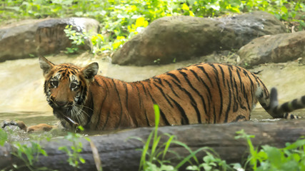Royal Bengal tiger in Sundarban National Park
