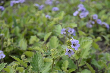 Closeup phacelia bolanderi commonly known as Bolander's phacelia with blurred background in garden