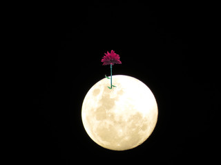 luna brillante con flor roja en la superficie