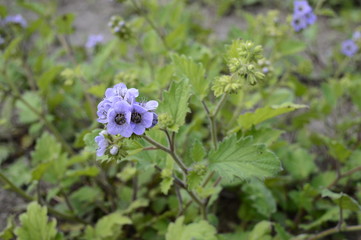 Closeup phacelia bolanderi commonly known as Bolander's phacelia with blurred background in garden