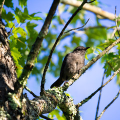 Gray Catbird 2