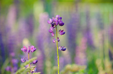 Lupinus flower in the middle of the lupinus field on the golden hour