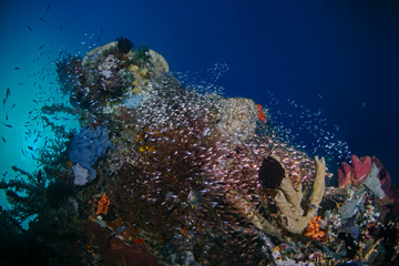 School of golden sweeper underwater (Pulau Bangka, North Sulawesi/Indonesia)