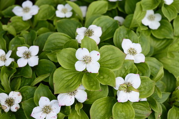 Closeup cornus canadensis commonly known as canadian dwarf cornel with blurred background in forrest