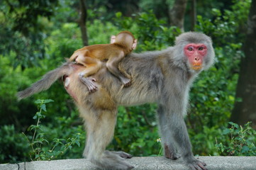 Tibetan macaque