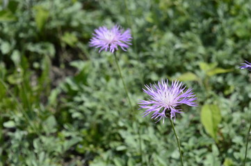 Closeup Centaurea bella with blurred background in garden
