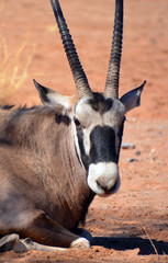 The East African oryx (Oryx beisa), also known as the beisa is a species of antelope from East...