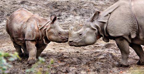 Beautiful One Horned Rhinoceros. Close up photo of an adult rhino and calf rhino. Amazing wildlife of a National Reserve. Wild powerful animals in National Parks. Wonderful landscape