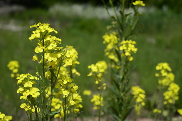 Closeup erysimum odoratum with blurred background in garden