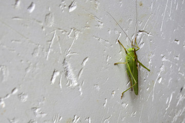 grasshopper on a wall