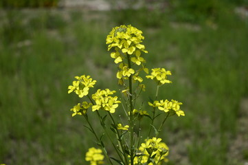 Closeup erysimum odoratum with blurred background in garden