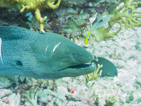 A moray eel (muraenidae), coming out of a hole in the Red Sea off the coast of Yanbu, in Saudi Arabia