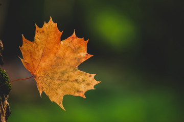 Maple leaves on a blurred natural background in spring And free space for writing messages