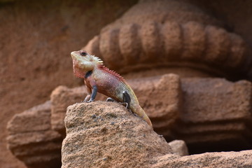lizard on rock