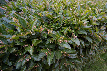 Green hedge bush is close