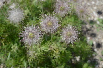 Closeup pulsatilla pratensis called also small pasque flower with blurred background in garden