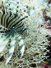 Naklejka na ściany i meble A lionfish (Pterois volitans), in the Red Sea off the coast of Yanbu, in Saudi Arabia