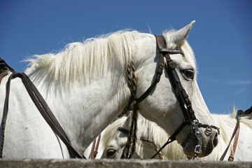 Cheval camarguais © Pictures news