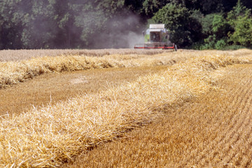 Fototapeta premium Combine harvester harvests ripe wheat. agriculture.