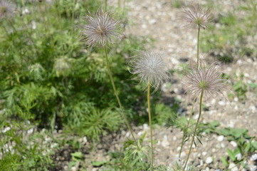 Closeup pulsatilla pratensis called also small pasque flower with blurred background in garden