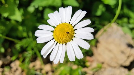 Obraz premium Garden, lonely daisy in spring