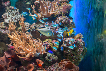 underwater world with fish and coral background