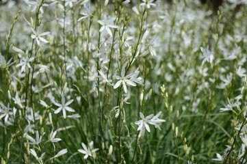 Closeup anthericum liliago commonly known as St Bernard's lily with blurred background in summer garden