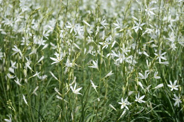 Closeup anthericum liliago commonly known as St Bernard's lily with blurred background in summer...