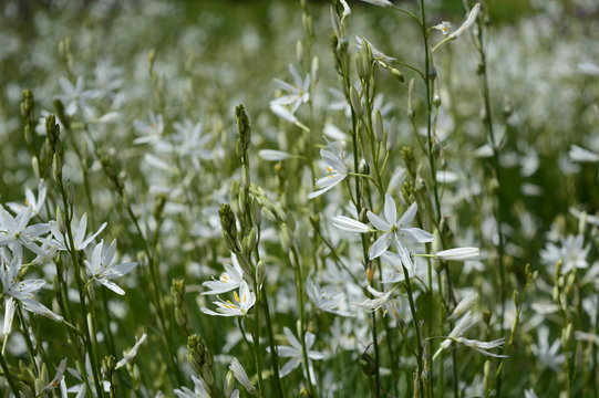 Closeup anthericum liliago commonly known as St Bernard's lily with blurred background in summer garden