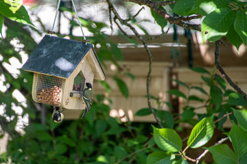 Kohlmeisen beim Picken von Erdnüssen