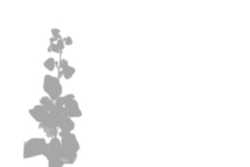 The shadow of the plant on the white wall. Flowers mallow. Black and white summer background for photo overlay or mockup.