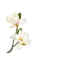 Bloomimg white magnolia flower isolated on white background