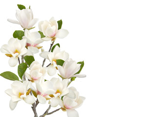 Fototapeta premium Bloomimg white magnolia flower isolated on white background