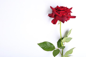 Red rose with ribbon isolated on white background. Top view