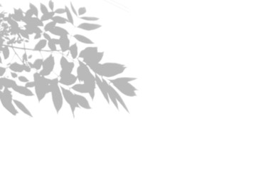 Summer background of shadows tree on a white wall. White and Black for overlaying a photo or mockup