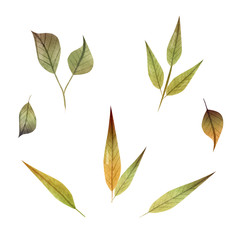 Set autumn botanic elements - branches. illustration isolated on white background