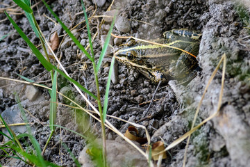 Common frog of Sardinia, present in the ponds in the summer.
