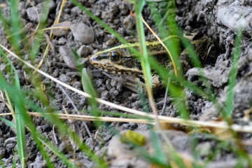 Common frog of Sardinia, present in the ponds in the summer.