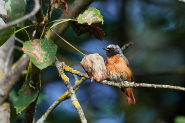 Common redstart (Phoenicurus phoenicurus) on branch
